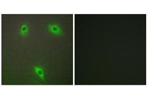 Immunofluorescence (IF) image for anti-Kelch-Like 3 (KLHL3) (N-Term) antibody (ABIN1850052) (KLHL3 Antikörper  (N-Term))