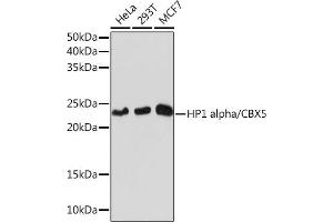 Western blot analysis of extracts of various cell lines, using HP1 alpha/CBX5Rabbit mAb (ABIN1678748, ABIN3018030, ABIN3018031 and ABIN7101571) at 1:1000 dilution.
