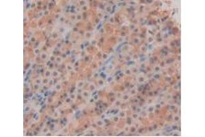 IHC-P analysis of Rat Stomach Tissue, with DAB staining. (IL-33 Antikörper  (AA 110-261))