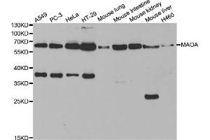 Western blot analysis of extracts of various cell lines, using MAOA antibody (ABIN5970633) at 1/1000 dilution. (Monoamine Oxidase A Antikörper)