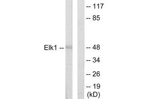 Western Blotting (WB) image for anti-ELK1, Member of ETS Oncogene Family (ELK1) (N-Term) antibody (ABIN1849227) (ELK1 Antikörper  (N-Term))