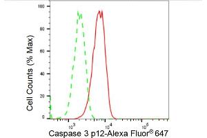 Flow cytometric analysis of Caspase 3 p12 expression in C2C12 cells using Caspase 3 p12 antibody (ABIN7797896), 1:2,000). (Rekombinanter Caspase 3 p12 Antikörper)