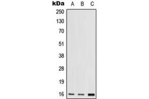 Western blot analysis of RPS17 expression in HEK293T (A), mouse lung (B), rat lung (C) whole cell lysates. (RPS17 Antikörper  (N-Term))