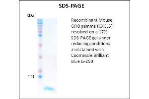 SDS-PAGE (SDS) image for Growth Regulated Oncogene gamma (GRO gamma) (Active) protein (ABIN5509446)
