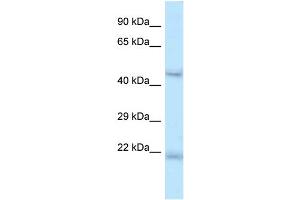 ONECUT1 Antikörper  (C-Term)