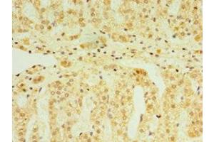Immunohistochemistry of paraffin-embedded human adrenal gland tissue using ABIN7152819 at dilution of 1:100 (FGF6 Antikörper  (AA 38-208))