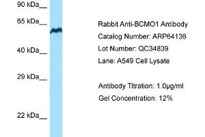 Host: Rabbit Target Name: BCMO1 Sample Tissue: Human A549 Whole Cell Antibody Dilution: 1ug/ml