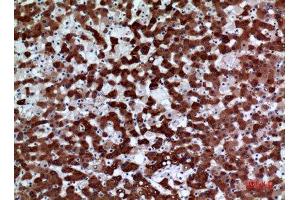 Immunohistochemistry (IHC) image for anti-Flavin Containing Monooxygenase 3 (FMO3) (Internal Region) antibody (ABIN6285387)