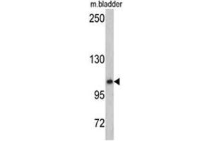 Western blot analysis of OGT antibody (C-term) in mouse bladder tissue lysates (35ug/lane).