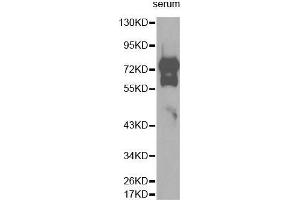 Western Blotting (WB) image for anti-Vitronectin (VTN) (AA 364-478) antibody (ABIN3022358) (Vitronectin Antikörper  (AA 364-478))