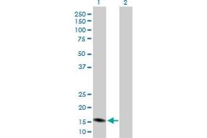 Western Blot analysis of PGF expression in transfected 293T cell line by PGF MaxPab polyclonal antibody. (PLGF Antikörper  (AA 1-170))
