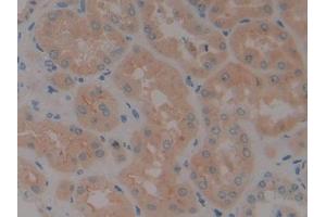 DAB staining on IHC-P; Samples: Human Kidney Tissue (Neurotrophin 4 Antikörper  (AA 81-210))