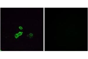 Immunofluorescence analysis of MCF7 cells, using OR5U1 Antibody. (OR14J1 Antikörper  (AA 272-321))
