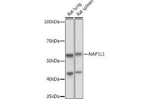 NAP1L1 Antikörper