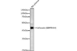 Western blot analysis of extracts of various cell lines, using Kallistatin (SERPIN) Rabbit pAb antibody (ABIN6131346, ABIN6147573, ABIN6147574 and ABIN6223161) at 1:500 dilution. (SERPINA4 Antikörper  (AA 178-427))