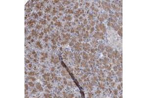 Immunohistochemical staining of human pancreas with ARMC3 polyclonal antibody  shows moderate cytoplasmic positivity in exocrine cells. (ARMC3 Antikörper)