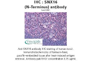 Image no. 3 for anti-Sorting Nexin 16 (SNX16) (N-Term) antibody (ABIN1739488) (SNX16 Antikörper  (N-Term))