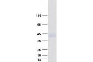 Western Blotting (WB) image for Lipid Phosphate Phosphatase-Related Protein Type 1 (LPPR1) (Transcript Variant 1) protein (Myc-DYKDDDDK Tag) (ABIN2729115)