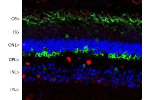 Confocal image of a pig retina stained with ABIN1580413 (green). (SAG Antikörper)