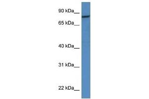 Western Blot showing CAPN1 antibody used at a concentration of 1 ug/ml against HT1080 Cell Lysate (CAPNL1 Antikörper  (Middle Region))