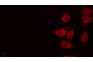 ABIN6267017 staining RAW264. (RNF14 Antikörper  (N-Term))
