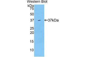 Western blot analysis of the recombinant protein. (APOA2 Antikörper  (AA 19-100))