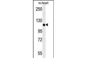 KIF24 Antibody (N-term) (ABIN651907 and ABIN2840447) western blot analysis in mouse heart tissue lysates (15 μg/lane). (KIF24 Antikörper  (N-Term))
