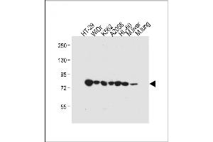 All lanes : Anti-GUSB Antibody (Center) at 1:4000 dilution Lane 1: HT-29 whole cell lysate Lane 2: WiDr whole cell lysate Lane 3: K562 whole cell lysate Lane 4:  whole cell lysate Lane 5: HL-60 whole cell lysate Lane 6: Mouse liver tissue lysate Lane 7: Mouse lung tissue lysate Lysates/proteins at 20 μg per lane. (Glucuronidase beta Antikörper  (AA 335-362))
