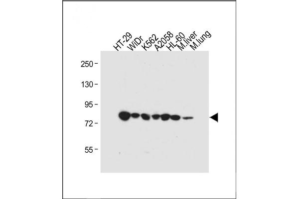 Glucuronidase beta antibody  (AA 335-362)
