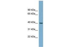 Image no. 1 for anti-Tripartite Motif Containing 63 (TRIM63) (AA 251-300) antibody (ABIN6743171)