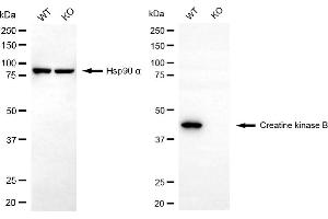 Western blotting analysis using creatine kinase B antibody (ABIN7798161).