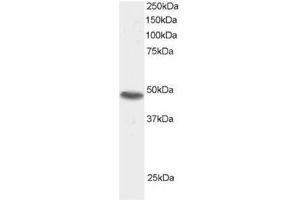 Image no. 1 for anti-Sorting Nexin 15 (SNX15) (C-Term) antibody (ABIN374315)