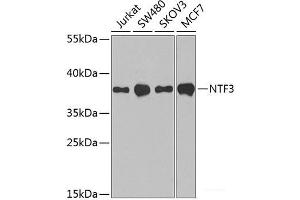 Western blot analysis of extracts of various cell lines using NTF3 Polyclonal Antibody at dilution of 1:1000. (Neurotrophin 3 Antikörper)