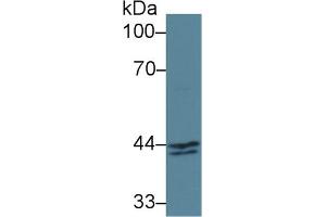 Detection of INHbA in Human MCF7 cell lysate using Polyclonal Antibody to Inhibin Beta A (INHbA) (INHBA Antikörper  (AA 311-426))