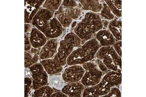 Immunohistochemical staining of human kidney with CLIC4 polyclonal antibody  shows strong nuclear and cytoplasmic positivity in cells in tubules at 1:20-1:50 dilution. (CLIC4 Antikörper)