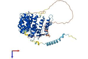 IFRD1 Protein (AA 1-449) (His tag)