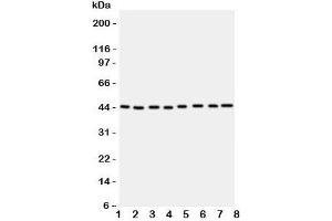 Western blot testing of PGK1 antbody; Lane 1: rat liver;  2: (r) brain;  3: (r) lung; and human samples  4: A431;  5: COLO320;  6: HeLa;  7: A549;  8: Jurkat cell lysate. (PGK1 Antikörper  (Middle Region))