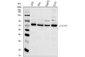 Western blot analysis of Cdc25C using anti-Cdc25C antibody (ABIN3042352). (CDC25C Antikörper  (AA 175-473))