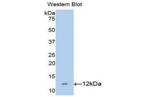 Western Blotting (WB) image for anti-Chemokine (C-C Motif) Ligand 15 (CCL15) (AA 22-113) antibody (ABIN1173091)