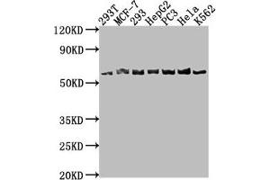 Western Blot Positive WB detected in: 293T whole cell lysate, MCF-7 whole cell lysate, 293 whole cell lysate, HepG2 whole cell lysate, PC-3 whole cell lysate, Hela whole cell lysate, K562 whole cell lysate All lanes: APCDD1 antibody at 1:1000 Secondary Goat polyclonal to rabbit IgG at 1/50000 dilution Predicted band size: 59 kDa Observed band size: 59 kDa (APCDD1 Antikörper  (AA 22-288))