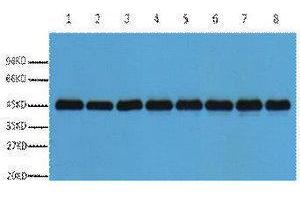 Western Blotting (WB) image for anti-Actin antibody (ABIN3181258) (Actin Antikörper)