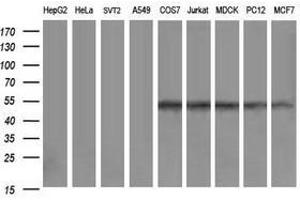 Image no. 2 for anti-Zinc Finger and SCAN Domain Containing 21 (Zscan21) antibody (ABIN1501867) (ZSCAN21 Antikörper)