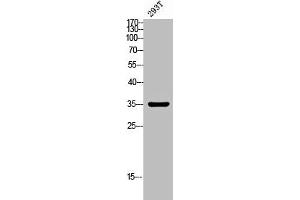 Western blot analysis of 293T lysis using GPSN2 antibody.