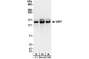 Western Blotting (WB) image for anti-Ubiquitin Specific Peptidase 7 (Herpes Virus-Associated) (USP7) (AA 1-50) antibody (ABIN7453454) (USP7 Antikörper  (AA 1-50))
