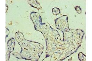 Immunohistochemistry of paraffin-embedded human placenta tissue using ABIN7164230 at dilution of 1:100