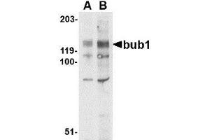 Western blot analysis of bub1 in A-20 lysate with AP30171PU-N bub1 antibody at (A) 2 and (B) 4 μg/ml. (BUB1 Antikörper  (N-Term))