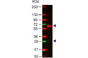 Western Blot of Rabbit Anti-HUMAN IgA (alpha chain) Antibody Lane 1: Human IgA Load: 100 ng per lane Primary antibody: HUMAN IgA (alpha chain) Antibody at 1:1000 for 60 min at RT Secondary antibody: DyLight 649 goat anti-rabbit at 1:20,000 for 30 min at RT Block: 5% BLOTTO 30 min at RT Predicted/Observed size: 60and 28 kDa, 60 and 28 kDa