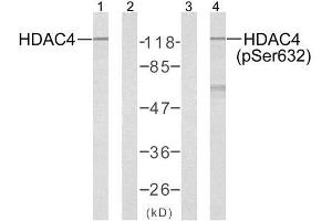 Western blot analysis of extracts from Jurkat cells using HDAC4 (Ab-632) antibody (E021141, Lane 1 and 2) and HDAC4 (phospho-Ser632) antibody (E011192, Lane 3 and 4) . (HDAC4 Antikörper)