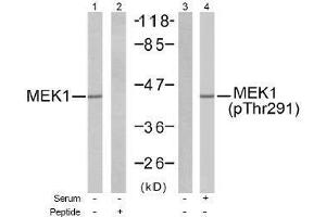 Image no. 1 for anti-Mitogen-Activated Protein Kinase Kinase 1 (MAP2K1) (pThr291), (pThr292) antibody (ABIN197066)