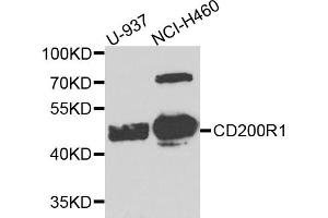 Western blot analysis of extracts of various cell lines, using CD200R1 antibody (ABIN5974544) at 1/1000 dilution. (CD200R1 Antikörper)